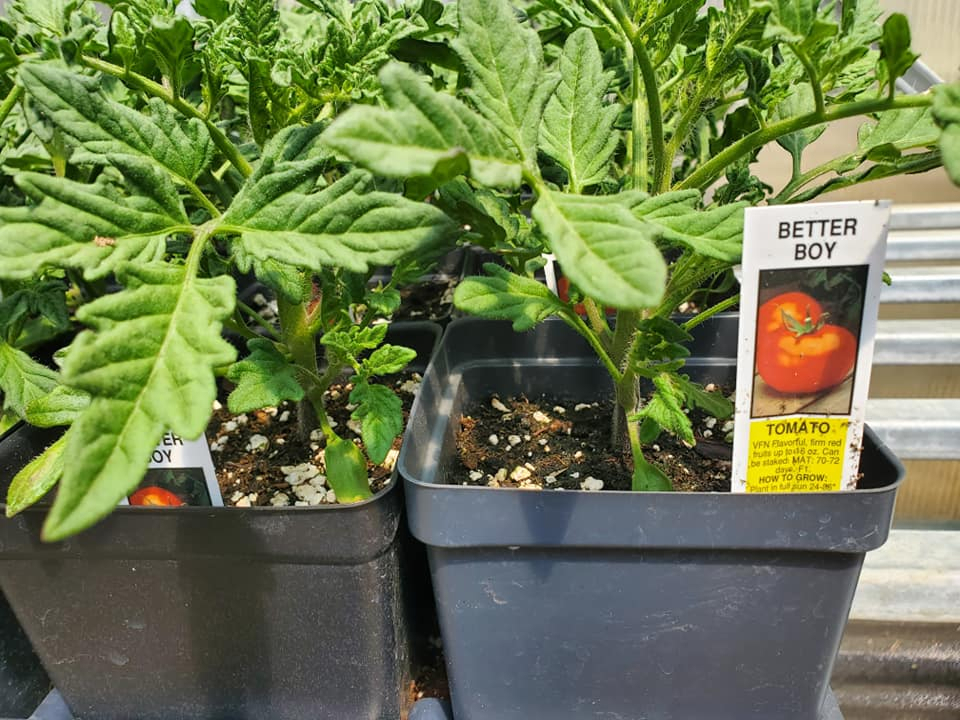 Vegetable starts and herb plants at Pagosa Nursery